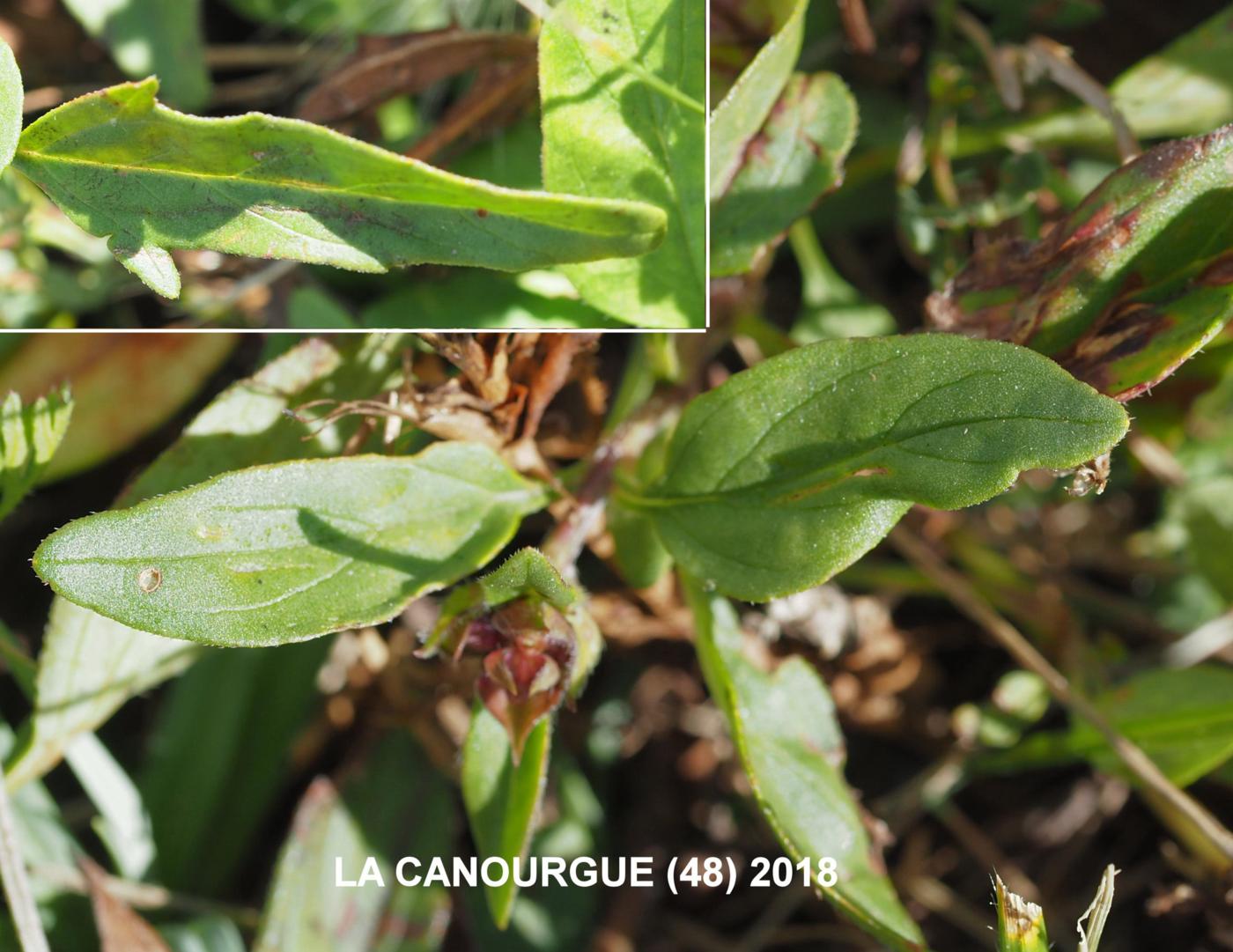 Self-Heal, Large leaf